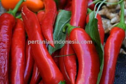 Cara Menanam Cabe, Cabe OR Beautiful, OR Beautiful 497, Oriental Seed, Pertanian indonesia,, Buah Cabe, cabe Merah